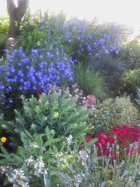 South Facing Bed June 25th photo June25th_South_bed.jpg